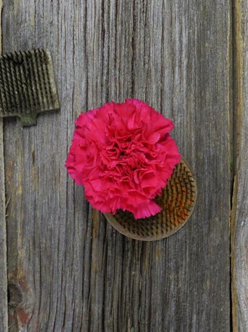 HOT PINK CARNATIONS